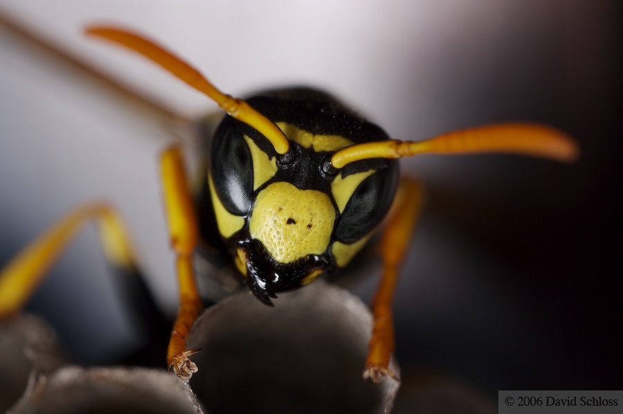 Yellowjacket building an ill-fated nest inside our grill