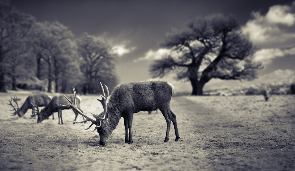 Deer on hill