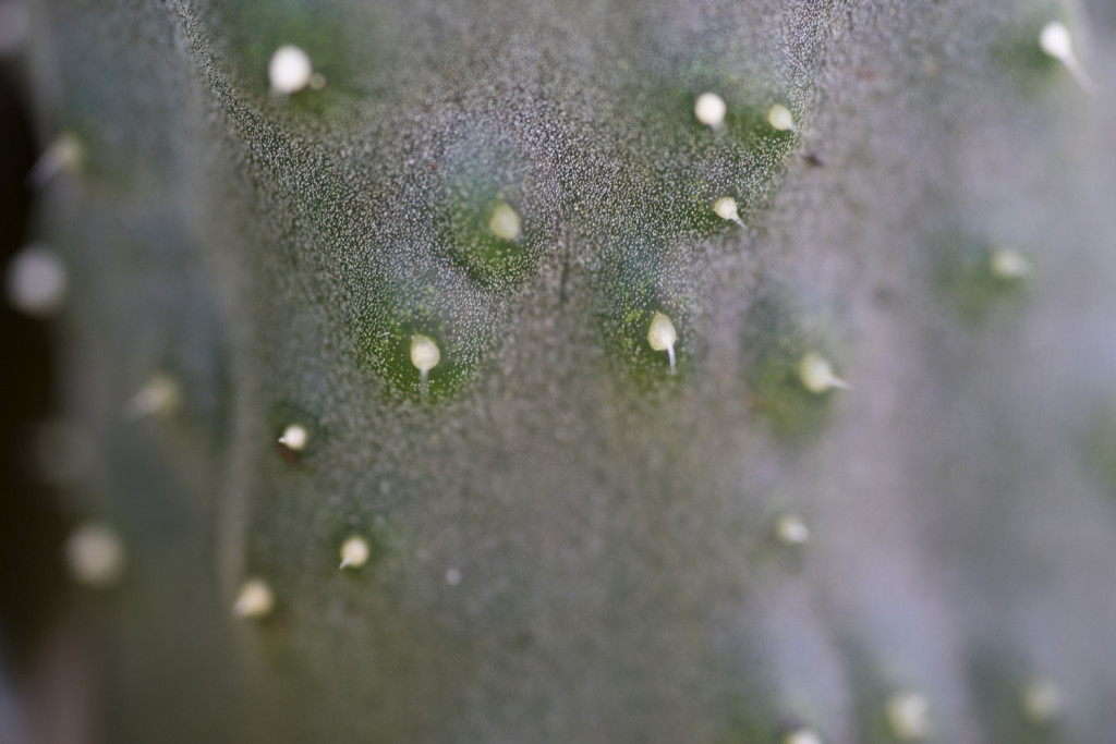 First test shots with Sony 90mm macro.