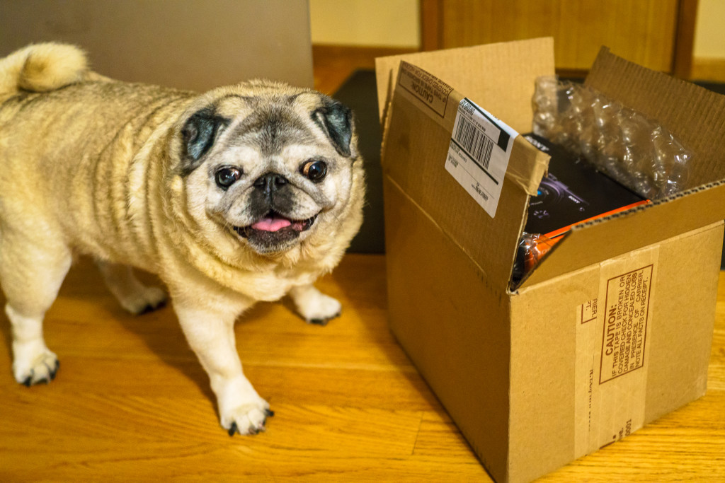 Cap'n the Pug loves camera unboxing and associates it with "treats."