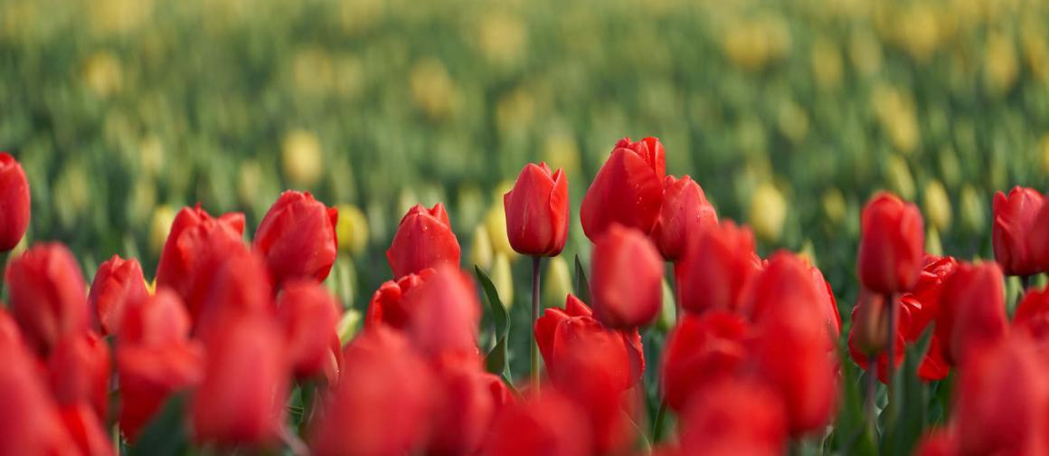 Tulips & Lots of Them