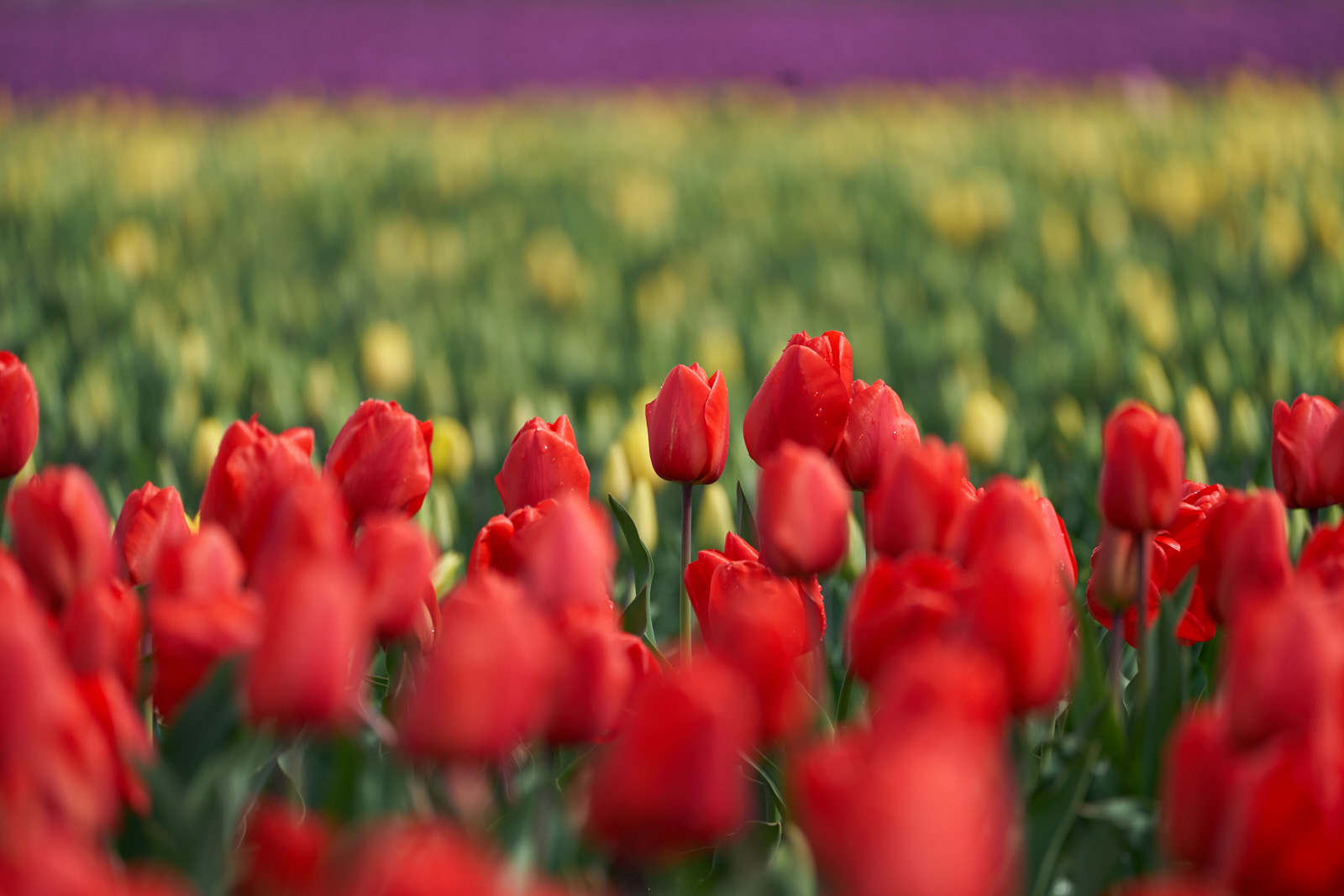 Spring Break: Tulips And Lots Of Them - Sony Mirrorless Pro