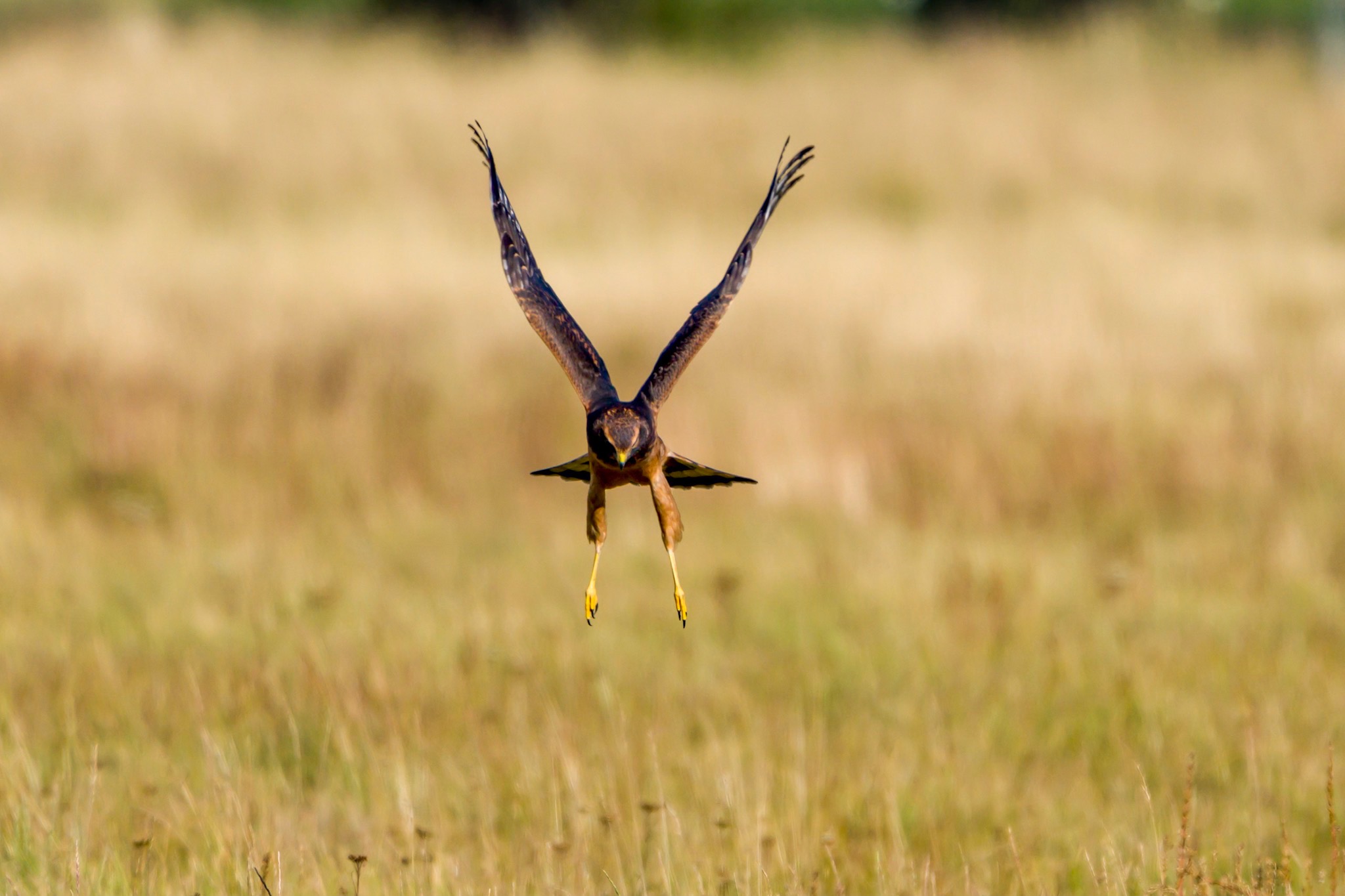 Sony A1 Bird in Flight