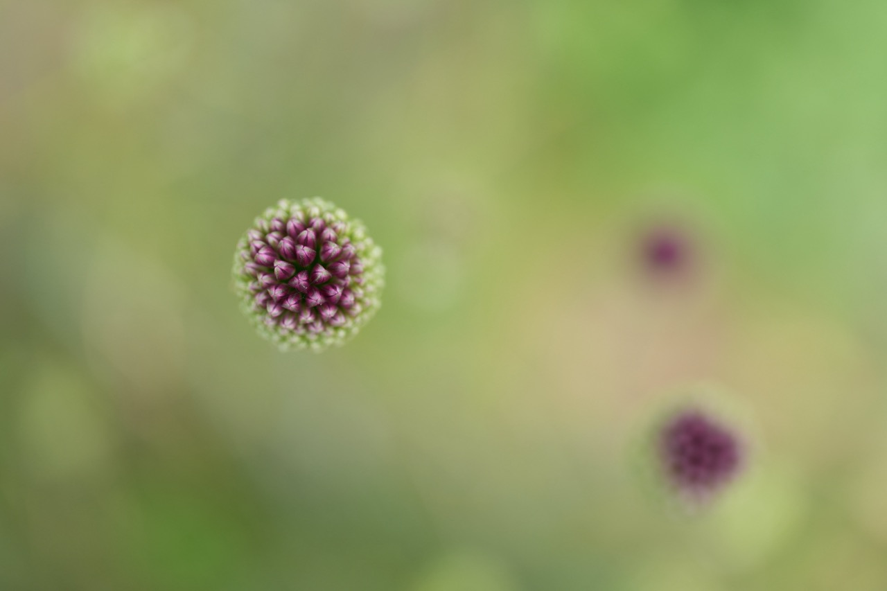 Sony FE 100mm F2.8 Macro