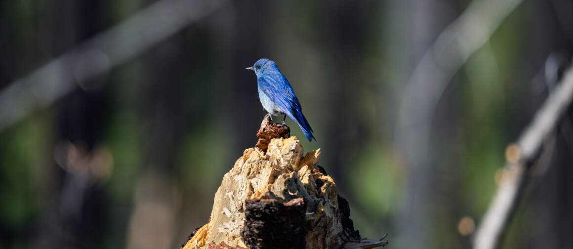 Birding by Bike for Imaging Resource