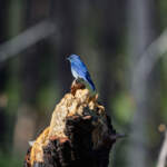 Birding by Bike for Imaging Resource