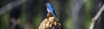 Birding by Bike for Imaging Resource