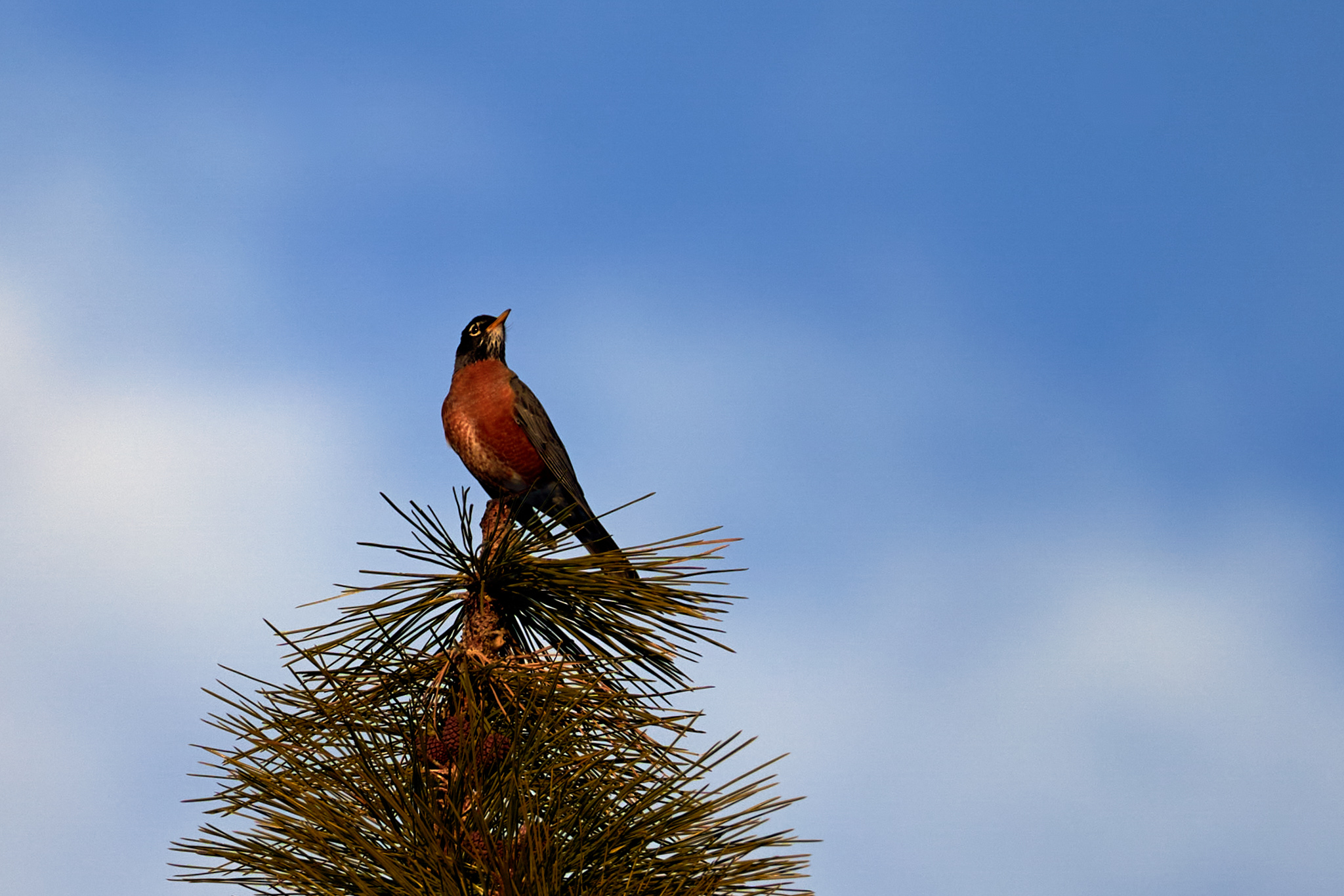 Birding by Bike for Imaging Resource